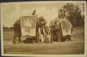 Calcutta Elephants Old Postcard