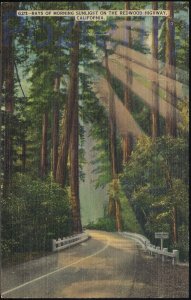 RAYS OF MORNING SUNLIGHT ON THE REDWOOD HIGHWAY 1952 CALIFORNIA