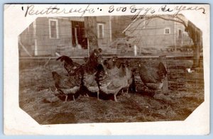 1910 RPPC BUTTERCUP CHICKENS POULTRY 300 EGGS A YEAR! ILLINOIS POSTMARK POSTCARD