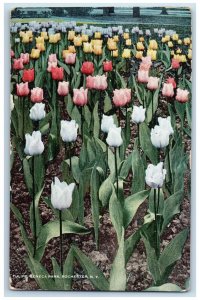 1913 Tulips Seneca Park Flower Leaf Rochester New York Vintage Antique Postcard