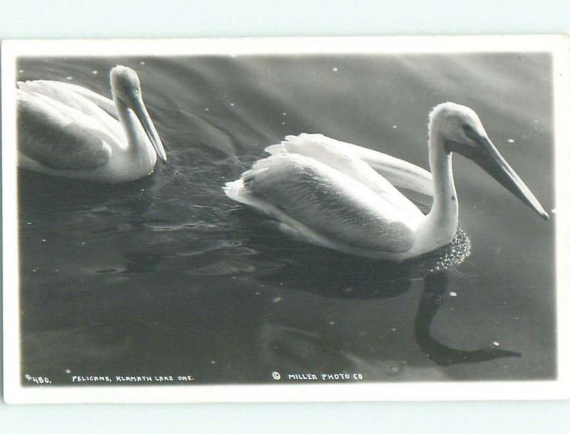 Pre-1949 rppc PELICAN BIRDS Klamath Lake - Falls Oregon OR i9638