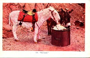 Donkey Eating From Garbage Can Free Lunch 1908