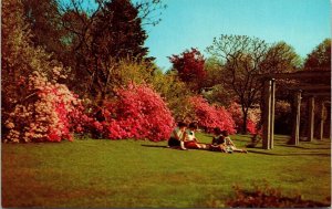 Forest Park Flower Garden Springfield MA Massachusetts VTG Postcard UNP Unused 