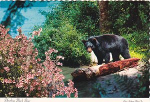 Yearling Black Bear