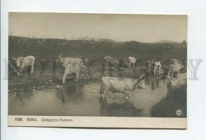 3175036 Italy ROMA Campagna Romana BULL buffaloes Vintage PHOTO