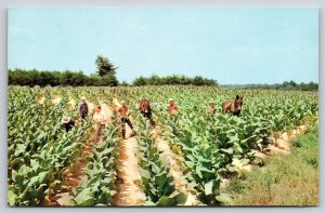 Farming~Tobacco Field Harvest Scene W/ Horse~Vintage 1950s Postcard