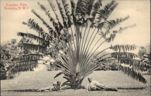 Dominica Dominican Republic Travellers Palm Vintage Postcard