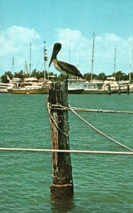 Vintage Postcard Favorite Bird Inhabitant the Pelican Waterways of Florida FL