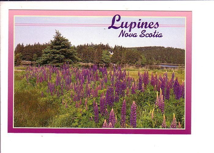 Lupines, Nova Scotia