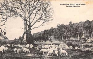 BF9262 environs de noiretable loire sheep mouton france     France