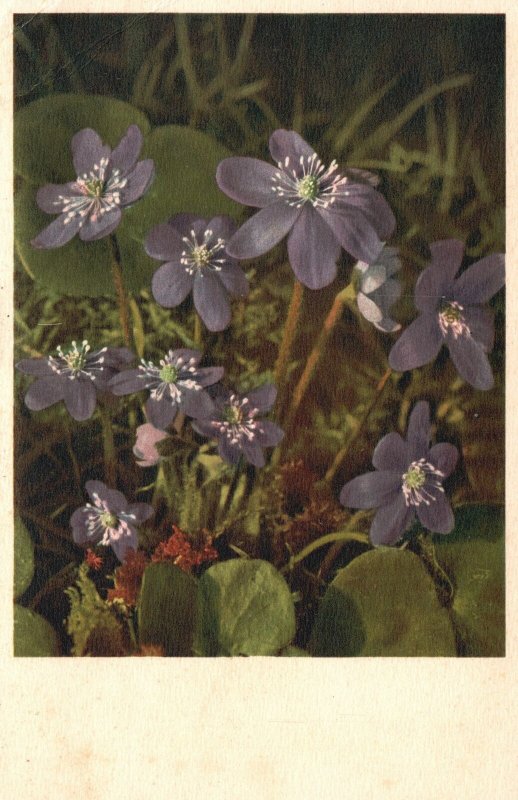 Vintage Postcard 1910's Anemone Hepatica Liver Leaf Hepatica Purple Flowers Art