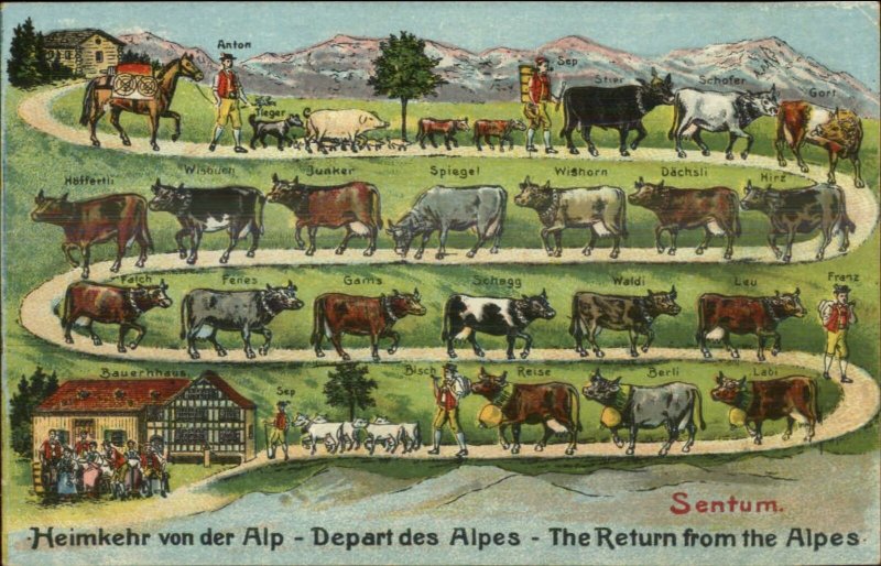 Cattle Cow Breeds Walking Path Switzerland SENTUM Embossed c1910 Postcard