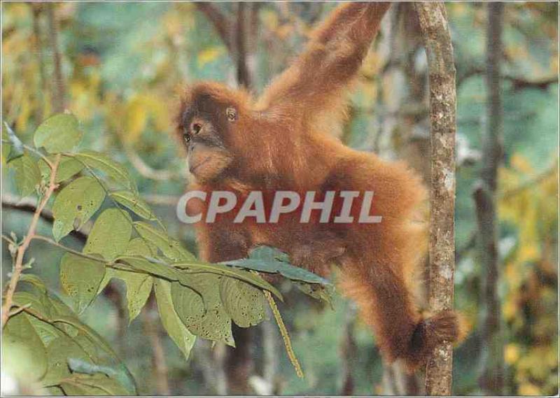 CPM Orangutan the Orangutan is active by Day and spends most of its time in the 