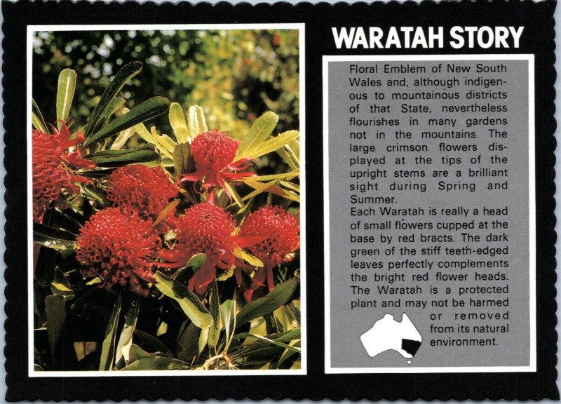 postcard Australian Flowers - Waratah Story
