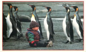 South Georgia Island fauna Postcard King penguins march past a little boy