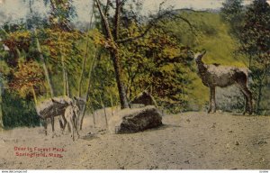 SPRINGFIELD , Mass. , 1913 ; Deer In Forest Park