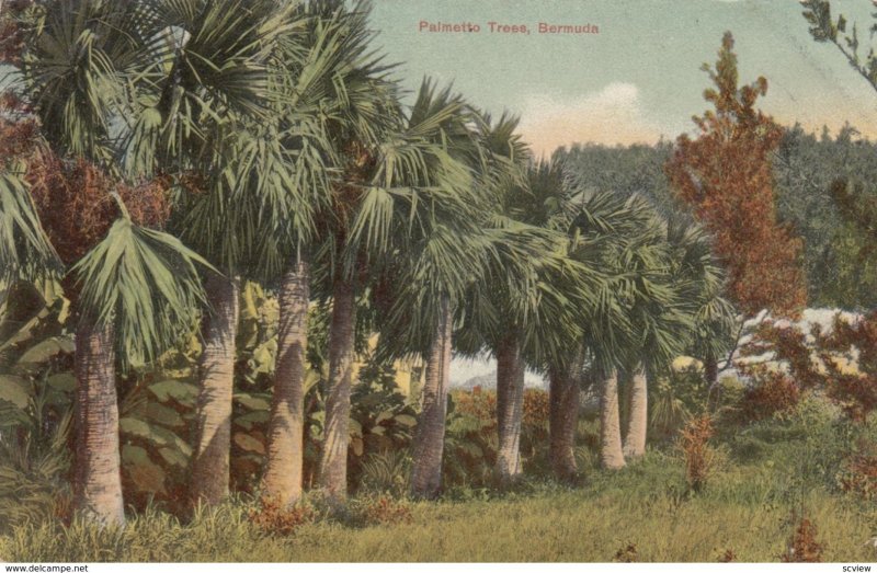 BERMUDA , 1908 ; Palmetto Trees