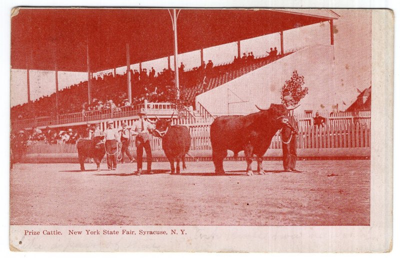 Syracuse, N.Y., Prize Cattle, New York State Fair