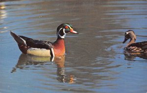 Wood Ducks Ducks / Geese Ithaca, New York, USA Unused 