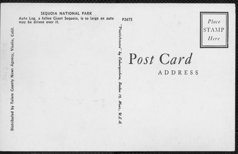 US California Sequoia National Park.  Auto Log.