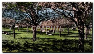 Modern Postcard Normandy Picturesque Under the Apple Trees