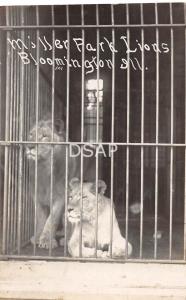 Illinois Il Postcard RPPC 1908 BLOMMINGTON Miller Park AFRICAN LIONS Cage ZOO