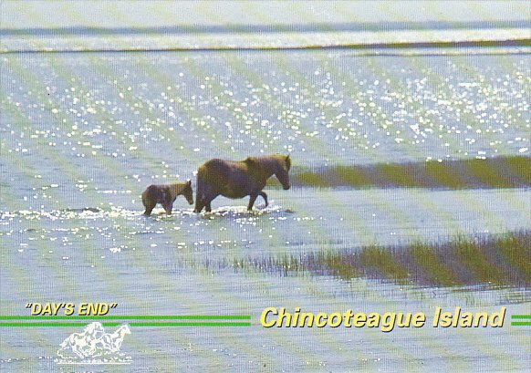 Wild Pony Mare and Foal at Day's End Chincoteague Island Virginia