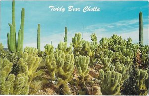 Teddy Bear Cholla Cactus Sonoran Desert Arizona