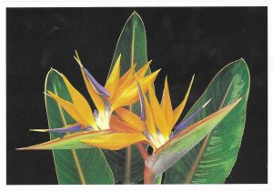 Colorful Bird of Paradise Flowers 4 by 6 size