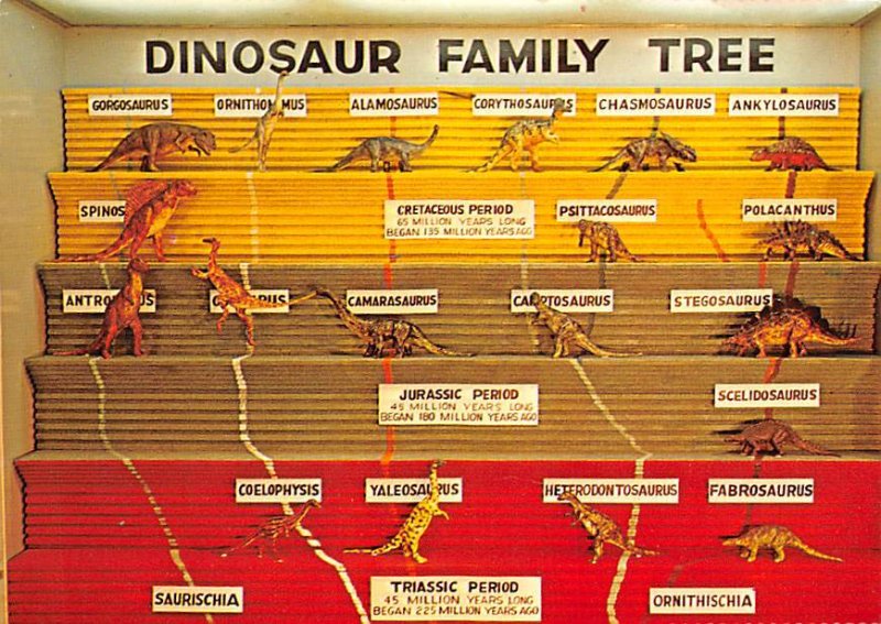 Dinosaur National Museum Dinosaur Family Tree Unused 