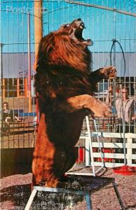  FL, Sarasota, Florida, Ringling Brothers Circus Hall of Fame, Lion, Koppel