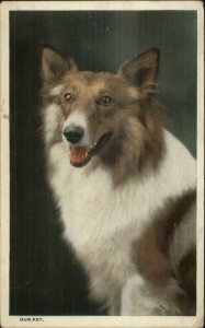 Beautiful Rough Collie Dog c1920 Postcard