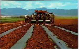 Hawaii  3 POSTCARDS     c1960s   of  DOLE  PINEAPPLE   Production