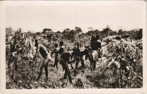 PC DEBROUSSAGE PLANTATION DE CAFÉ COTE D'IVOIRE REAL PHOTO (A23669)