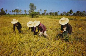 Thailand Postcard - Thai Farmers Are Harvesting Their Rice  9410A