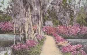 South Carolina Charleston Magnolia Gardens Albertype