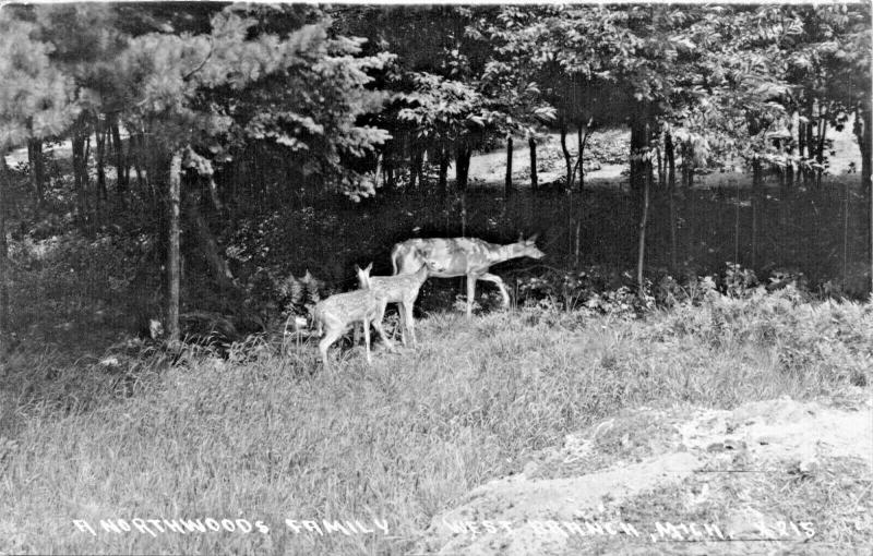 WEST BRANCH MICHIGAN-NORTHWOODS DEER FAMILY-1930s REAL PHOTO POSTCARD