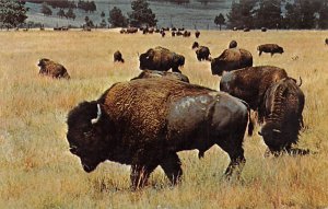 Buffalo of the old West Buffalos Unused 