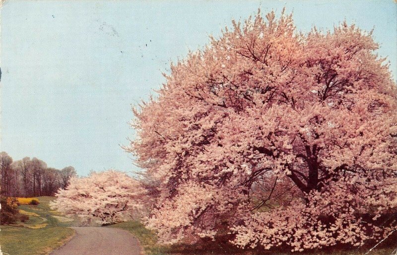 P4118 usa delaware winterthur gardens cherry trees blossom narcissi forsythia