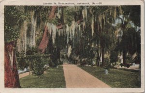 scenic postcard: Avenue in Bonaventure, Savannah, Ga.