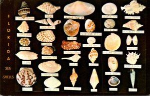 Florida Sea Shells Display At Dodson's Shell Shop