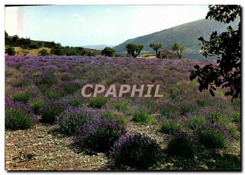 Modern Postcard Route De La Lavande A flowery field in Provence