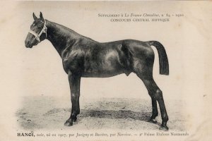 Hanoi La France Chevaline 1907 Race Horse Antique PB Postcard