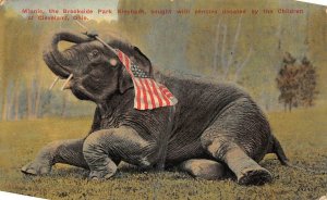MINNIE THE ELEPHANT AMERICAN FLAG CLEVELAND OHIO PATRIOTIC POSTCARD 1912