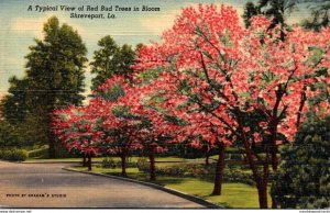 Louisiana Shreveport Typical View Of Red Bud Trees In Bloom 1951 Curteich