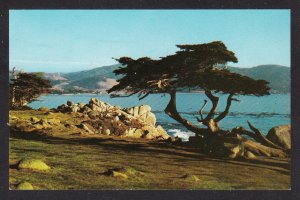 CA - Monterey - Monterey Cypress - Dexter chrome - 79907