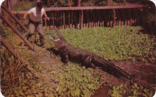 Big George Largest Alligator In Captivity 14 Feet 7 Inches Greets You In Florida