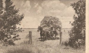 Farming. Horse. Carrying the hay Old vintage Dutch postcard