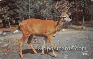 Cook Forest State Park, PA, USA Ten Pointer Unused 