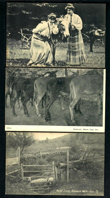 PA20 Pa. 3Pcs Vintage Ladies and Donkeys,  Back After, Rural scene Sheep fenced